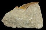 Otodus Shark Tooth Fossil In Rock - Eocene #47737-1